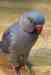 Indian Ringneck Parakeet