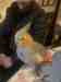 Cockatiel