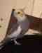 Cockatiel