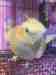 Cockatiel