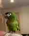 Macaw