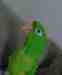 Conure