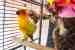 Conure