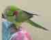 Indian Ringneck Parakeet