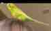 Parakeet