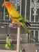 Conure