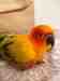 Conure