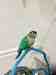 Conure