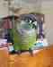 Conure