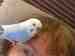 Parakeet