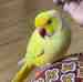 Indian Ringneck Parakeet