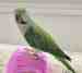 Alexandrine