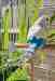 Budgerigar