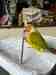 Conure