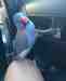 Indian Ringneck Parakeet