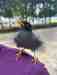 Myna / Mynah