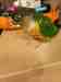 Conure Conure