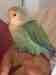 Lovebird