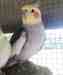 Cockatiel