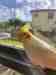 Cockatiel