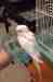 Budgerigar