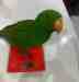 Eclectus