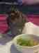Conure