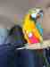 Macaw