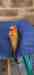 Conure