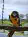 Macaw