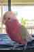 Galah Cockatoo