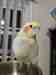 Cockatiel
