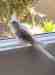 Cockatiel