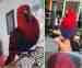 Eclectus