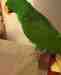 Eclectus