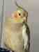 Cockatiel