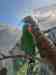 Eclectus