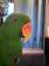 Eclectus