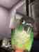 Conure