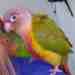 Conure