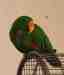 Eclectus