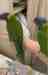 Lory / Lorikeet