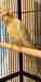 Cockatiel