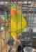 Lory / Lorikeet