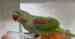 Alexandrine