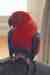 Eclectus