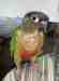 Conure