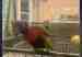 Lory / Lorikeet