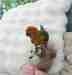 Conure