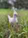 Cockatiel